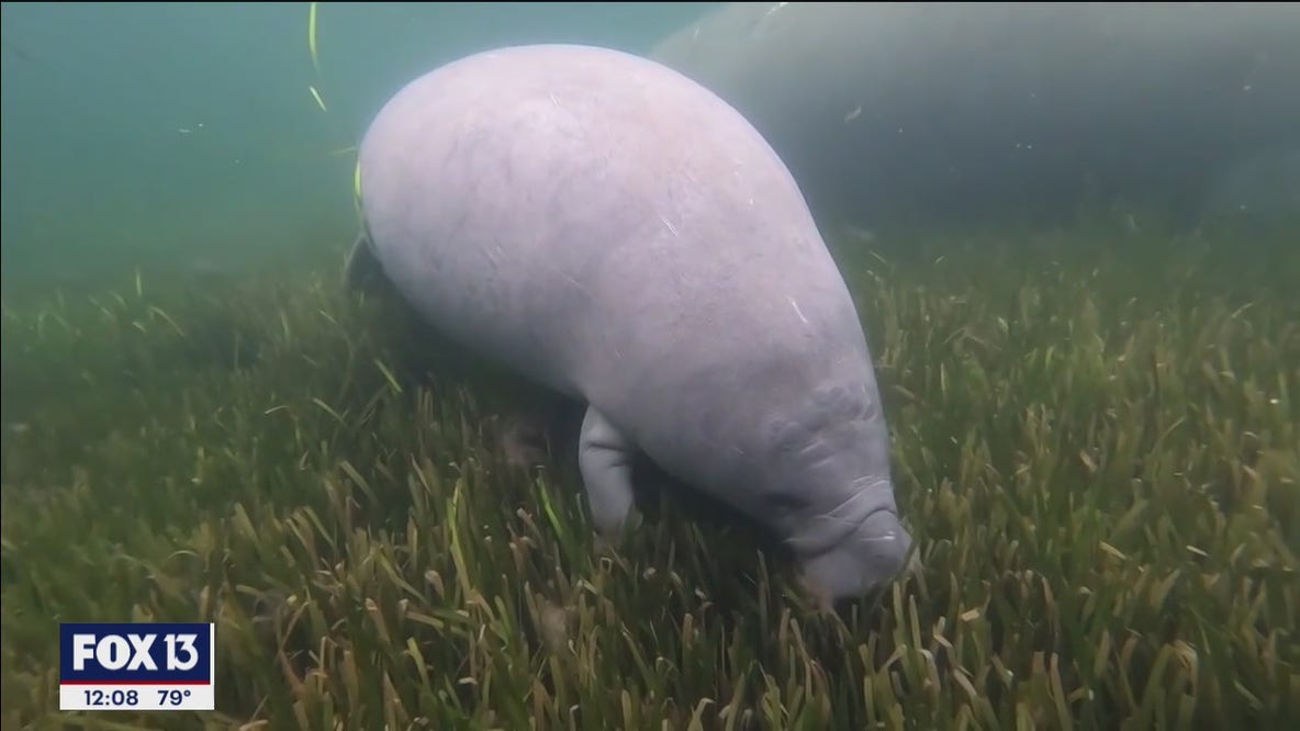 New report sheds light on Florida manatee deaths